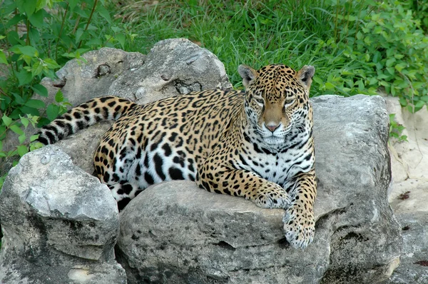 Jaguar sobre roca — Foto de Stock