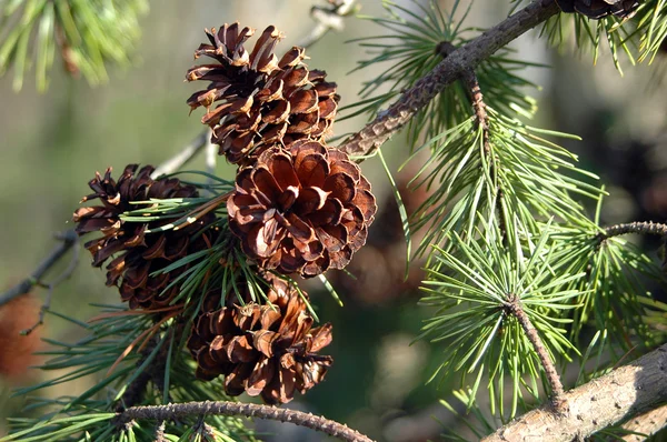 Pine Cones and Needles — Stock Photo, Image