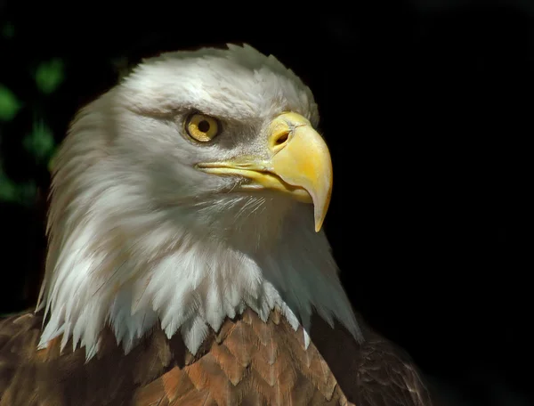 Head of Bald Eagle — Stock Photo, Image