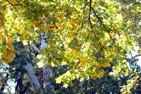 Colorful Tree Leaves in Early Fall — Stock Photo, Image