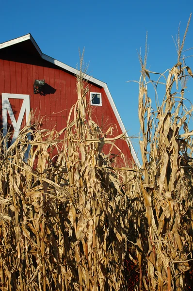 Corn and Barn — Stock Photo, Image