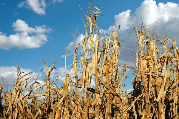 Cornfield bij de oogst — Stockfoto