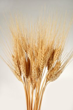 buğday grup üzerinde gradyan arka planı