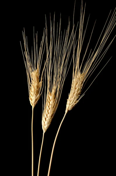 Üç buğday kulaklar