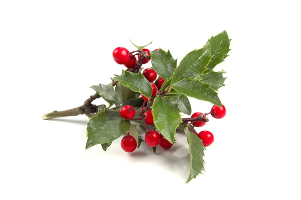 Christmas Holly — Stock Photo, Image