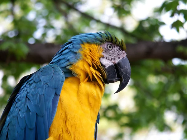 Macaw — Stock Photo, Image