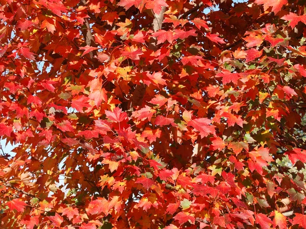 Red Oak Tree Leaves — Stock Photo, Image
