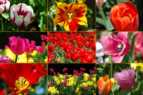 Montage des tulipes — Photo