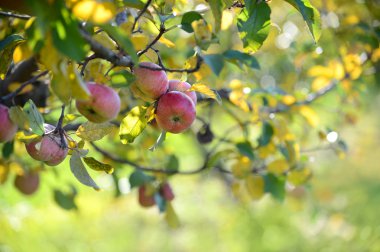 Kırmızı elma meyve bahçesi