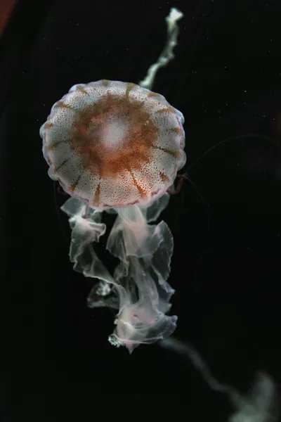 Havet nässlor maneter — Stockfoto