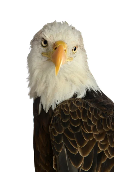 Cabeza de águila calva — Foto de Stock