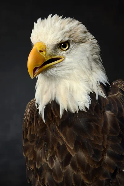 Portrait of Bald Eagle — Stock Photo, Image