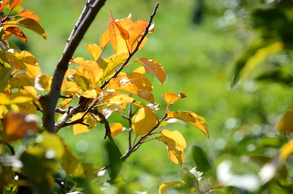 Foliage of Apple Tree in the Fall — Stock Photo, Image