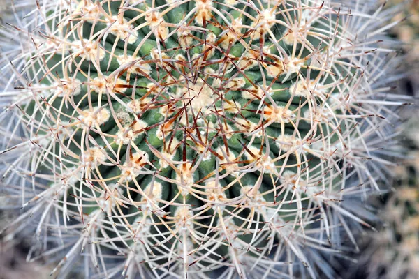 Macro de Cactus de barril —  Fotos de Stock