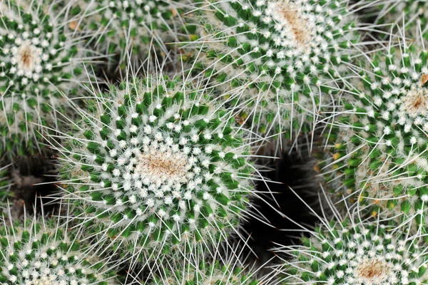 Macro de Pincushion Cactus — Fotografia de Stock