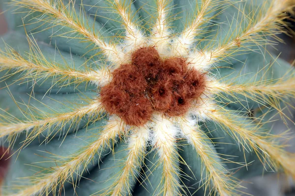 Macro Vista de Cactus — Foto de Stock