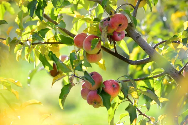 Przeczytaj jabłka w żniwa — Zdjęcie stockowe