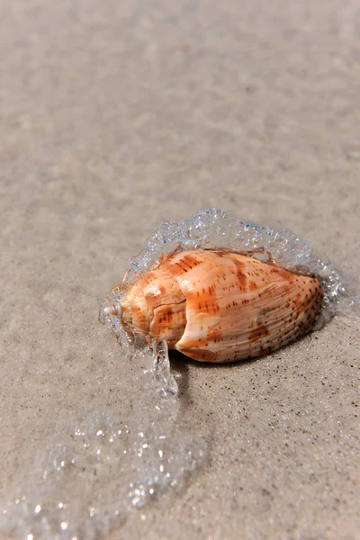 Seashell sıçramasına su dalgaları — Stok fotoğraf