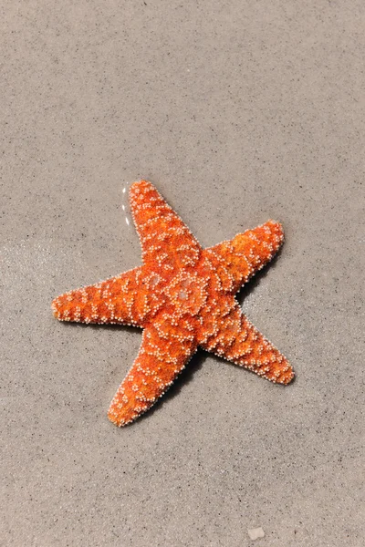 Барвисті Морська зірка на піщаний пляж — стокове фото