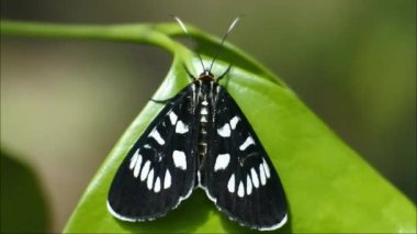 Kara Kelebek vahşi ormandaki bir dala tünemişti. emekliyor