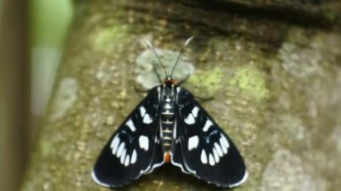 Kara Kelebek vahşi ormandaki bir dala tünemişti. emekliyor