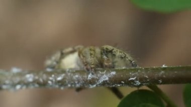 Geleneksel pazarlarda satıcı ve alıcı alım satımı. Yerel marketlerden alışveriş. Halkın ekonomisi, bulanık merkezi Java Endonezyası, 12 Aralık 2021