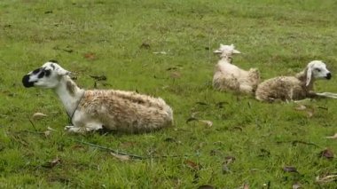 Geleneksel pazarlarda satıcı ve alıcı alım satımı. Yerel marketlerden alışveriş. Halkın ekonomisi, bulanık merkezi Java Endonezyası, 12 Aralık 2021