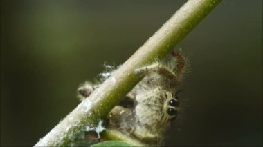 Yüksek çözünürlüklü bitki videolarında zıplayan örümcek. Yapraklı böcekler. Sıçrayan örümcek böcek vücudu