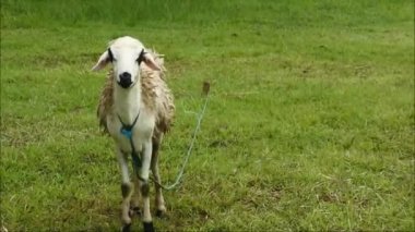 Beyaz koyun tarlada otluyor. Memeliler. Otçul hayvan.