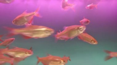 Mavi arka planda bir HD videoda akvaryumdaki balık. Akvaryumdaki balık ve karides görüntüleri..