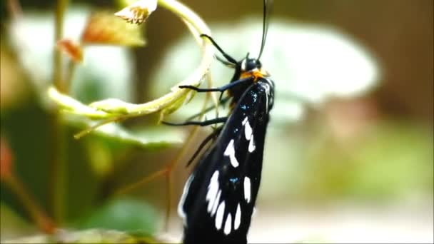 Black Butterfly Perched Branch Wild Forest Crawling — Stockvideo