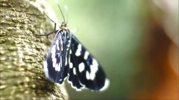 Black Butterfly Perched Branch Wild Forest Crawling — Stock Video
