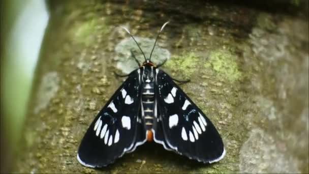 Zwarte Vlinder Een Tak Het Wilde Bos Kruipend — Stockvideo