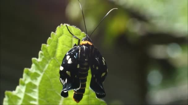 Black Butterfly Perched Branch Wild Forest Crawling — стоковое видео