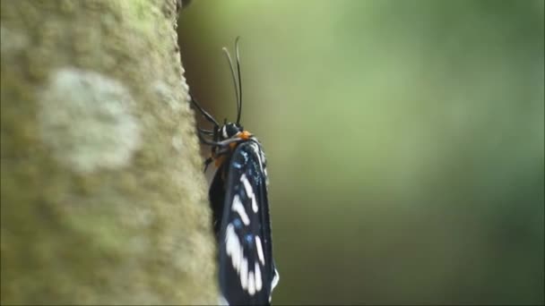 Czarny Motyl Siedzący Gałęzi Dzikim Lesie Pełzanie — Wideo stockowe