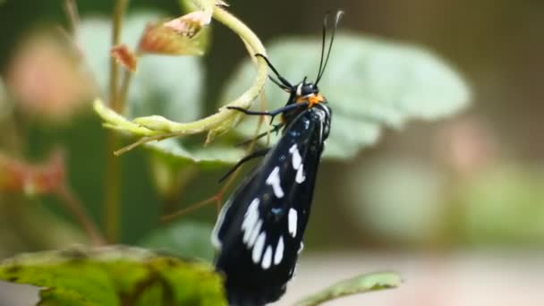 Black Butterfly Perched Branch Wild Forest Crawling — Vídeo de Stock