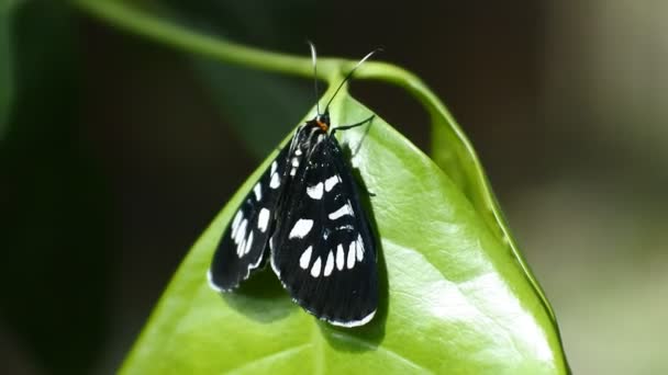 Черная Бабочка Сидела Ветке Диком Лесу — стоковое видео
