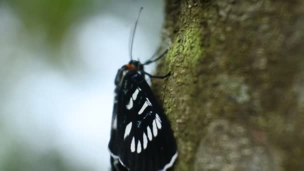 Black Butterfly Perched Branch Wild Forest Crawling — Stockvideo