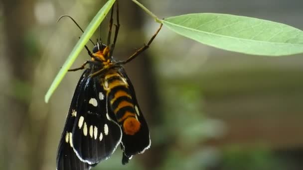 Czarny Motyl Siedzący Gałęzi Dzikim Lesie Pełzanie — Wideo stockowe
