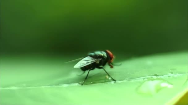 Fly Videos Fly Sit Leaves Black Fly Footage — Stock video