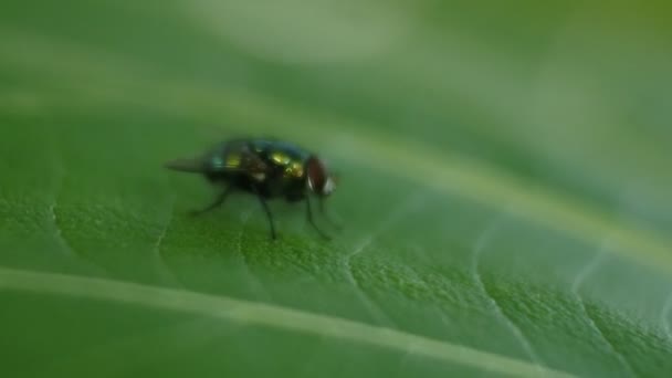 Fly Βίντεο Μύγα Κάθεται Πάνω Στα Φύλλα Μαύρο Fly Πλάνα — Αρχείο Βίντεο