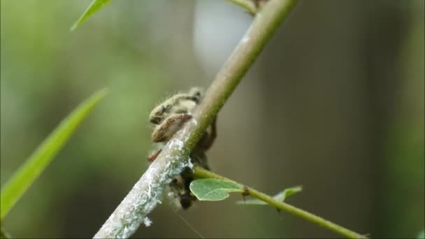 植物のHdビデオでクモをジャンプ 葉の虫だ クモの昆虫体をジャンプ — ストック動画
