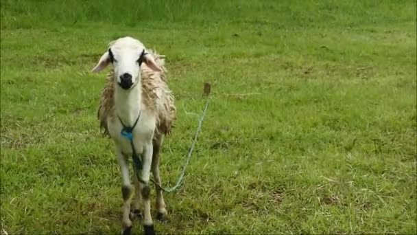 Weiße Schafe Weiden Auf Einem Feld Säugetiere Pflanzenfressendes Tier — Stockvideo