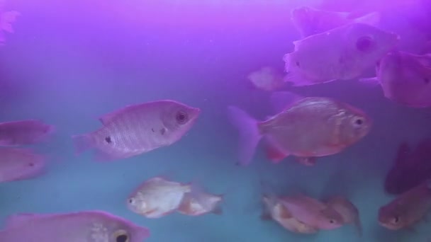 Pesci Acquario Sfondo Blu Video Filmati Pesci Gamberi Acquario — Video Stock