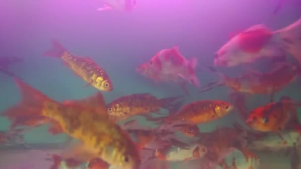 Fisk Ett Akvarium Blå Bakgrund Video Bilder Fisk Och Räkor — Stockvideo