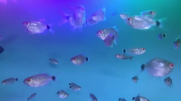 Fish Aquarium Blue Background Video Footage Fish Prawns Aquarium — Vídeo de stock