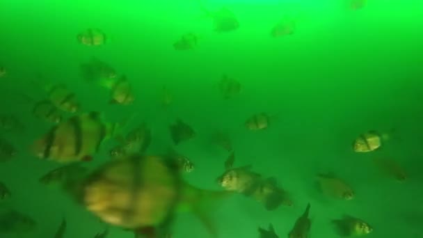 Vissen Een Aquarium Een Blauwe Achtergrond Video Beeldmateriaal Van Vissen — Stockvideo