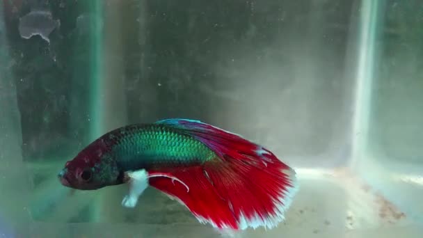 Peces Acuario Sobre Fondo Azul Vídeo Alta Definición Imágenes Peces — Vídeo de stock