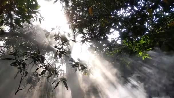 Ακτίνα Φωτός Που Περνά Μέσα Από Δέντρα Και Αφήνει Βίντεο — Αρχείο Βίντεο
