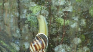 Salyangoz mavi duvara yapışıyor. Siyah ve beyaz tonlarda salyangoz görüntüsü